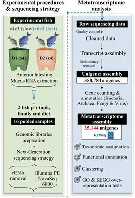 Diet and Host Genetics Drive the Bacterial and Fungal Intestinal Metatranscriptome of Gilthead Sea Bream